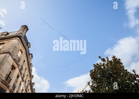 Foto di un gregge a forma di V di uccelli che volano in un cielo blu, fatto di autogru eurasiatica selvatiche migrare. La gru comune, detta anche gru eurasiatica, Foto Stock