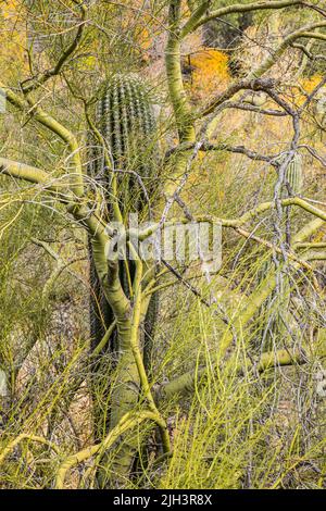 Saguaro cactus che crescono lungo i loro alberi ombra, il palo verde che formano un rapporto simbiotico con il saguaro che fornisce ombra fino a che non possono sur Foto Stock