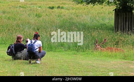 Turisti che fotografano cervi a Dunham Massey NT, Altrincham, Cheshire, Inghilterra, Regno Unito, WA14 4SJ Foto Stock