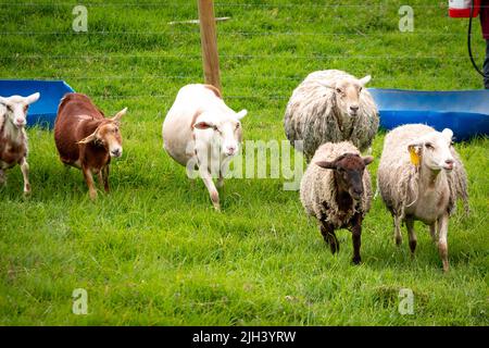 Alcune pecore di colori diversi camminano in pascolo recintato da rete metallica Foto Stock