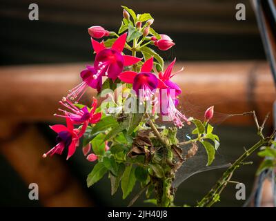 Fiori viola e rosa conosciuti come Hummingbird Fuchsia o Hardy Fuchsia (Fuchsia magellanica) nel giardino Foto Stock