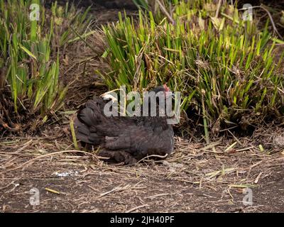 Black Hen seduto a terra, che si prende cura dei suoi polli nel Barnyard Foto Stock