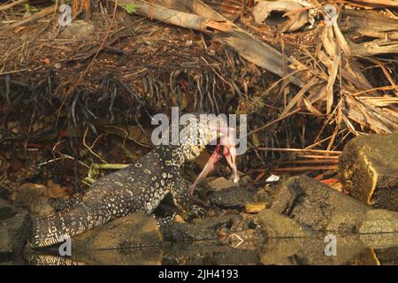 Coccodrilli, monitor di terra, monitor di acqua in Sri Lanka Foto Stock