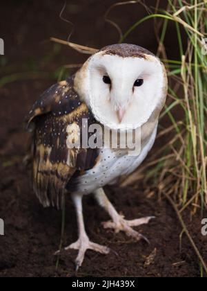 Straordinario e maestoso Erba Owl maschile in bellezza mozzafiato. Foto Stock