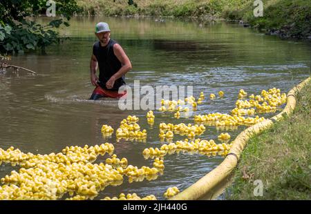 Giugno 30 2019 Watervleit MI USA , un uomo che passa attraverso l'acqua su un piccolo fiume Michigan, durante una gara d'anatra, tenendo sotto controllo centinaia di macerie Foto Stock