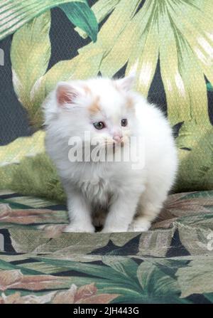 piccolo gattino bianco si erge su una sedia da esterno, alla ricerca di sua mamma Foto Stock