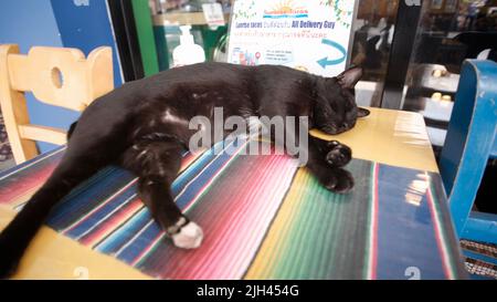 Gatto nero che dorme su un tavolo con un tappetino arcobaleno con un cuscino giallo Foto Stock