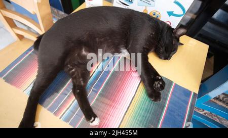 Gatto nero che dorme su un tavolo con un tappetino arcobaleno con un cuscino giallo Foto Stock