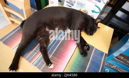 Gatto nero che dorme su un tavolo con un tappetino arcobaleno con un cuscino giallo Foto Stock