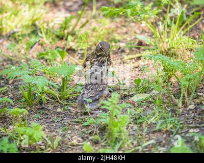 L'uccello di legno Redwing, Turdus iliacus, nutre il pulcino di lombrichi sul terreno. Un pulcino adulto ha lasciato il nido ma i suoi genitori continuano a prendersi cura o Foto Stock