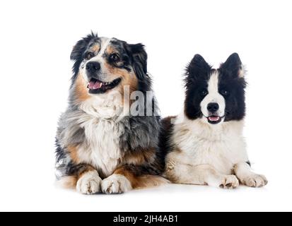 Giovane Yakutian Laika e pastore australiano di fronte a sfondo bianco Foto Stock