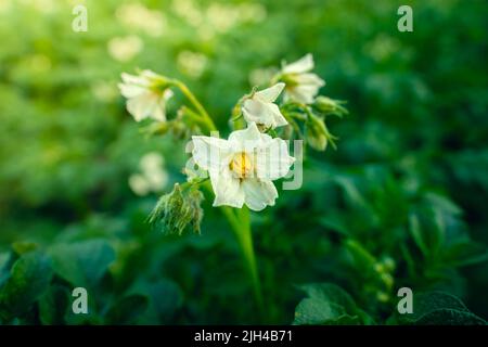 Fiori bianchi di patate fiorite con pistils giallo primo piano Foto Stock