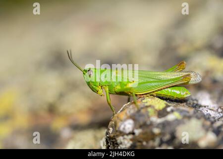 Chorthippus jucundus è una specie di grassopper appartenente alla famiglia delle Acrididae Foto Stock