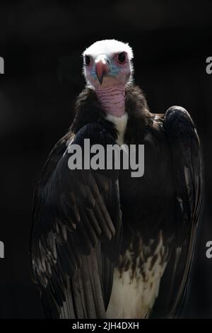 Ritratto avvoltoio con testa bianca con caratteristico collo rosa e sguardo penetrante su sfondo nero Foto Stock