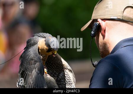 Falconer con falco pellegrino durante la dimostrazione di uccello preda nel Dorset Foto Stock