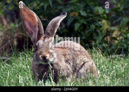 Primo piano di coniglio dalle orecchie lunghe seduto sull'erba Foto Stock