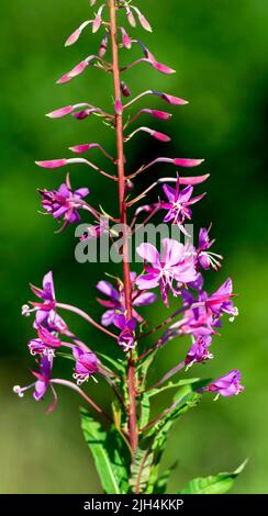 Rosebay Willowherb fiore Foto Stock