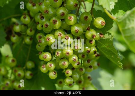 Ribes rosso unmature su un cespuglio in estate, immagine da vicino Foto Stock