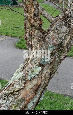 La corteccia distintiva dell'albero Betula lenta dell'uccello nero nei giardini di Trenance a Newquay in Cornovaglia nel Regno Unito. Foto Stock
