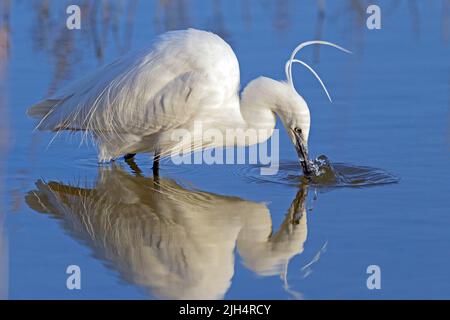 Piccola egretta (Egretta garzetta), foraging in acque poco profonde, Portogallo Foto Stock