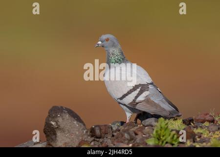 Il piccione feriale (Columba livia), si erge sui detriti, Isole Canarie, Fuerteventura Foto Stock