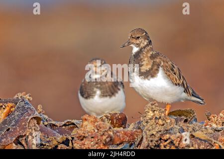 Turnstone ruddy (Arenaria interpres), due turnstones ruddy in clopage eclisse sulla spiaggia, Germania, Schleswig-Holstein, Heligoland Foto Stock