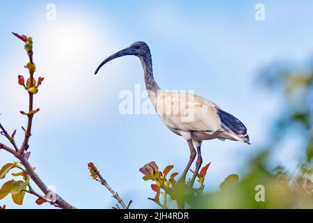 Australian White ibis (Threskiornis molucca, Threskiornis moluccus), arroccato su una filiale, Australia, Queensland Foto Stock