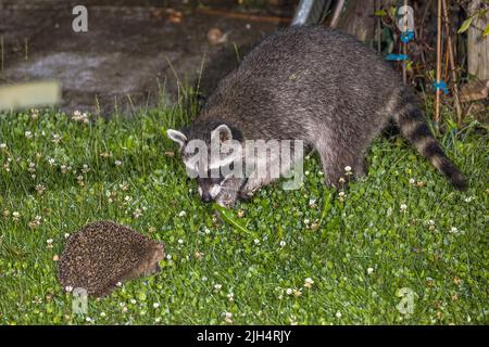 Raccoon comune (Procyon lotor), e hedgehog si guardano in un prato, Germania, Baden-Wuerttemberg Foto Stock