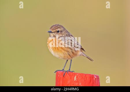 Stonechat comune (Saxicola rubicola, Saxicola torquata rubicola), giovanile, Portogallo Foto Stock