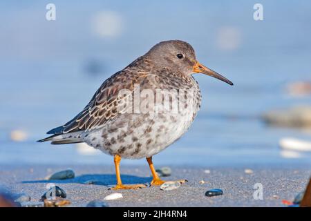 Sandpiper viola (Calidris maritima), in piedi sulla spiaggia di sabbia, vista laterale, Germania, Schleswig-Holstein, Heligoland Foto Stock