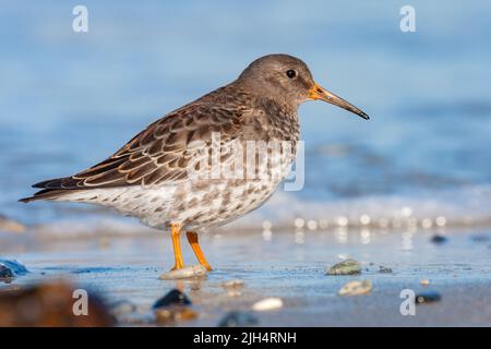 Sandpiper viola (Calidris maritima), in piedi sulla spiaggia di sabbia, vista laterale, Germania, Schleswig-Holstein, Heligoland Foto Stock