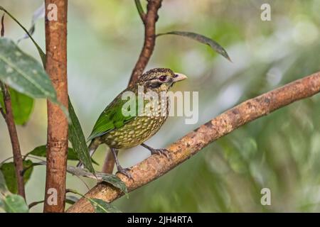 catbird macchiato (Ailuroedus melanotis), arroccato su un ramo, Australia, Queensland Foto Stock