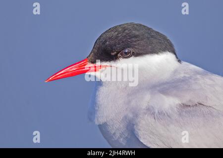 Terna artica (Sterna paradisaea), ritratto, vista laterale, Germania Foto Stock