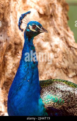 Comune peafowl, indiano peafowl, blu peafowl (Pavo cristatus), ritratto di un maschio, Australia, Queensland Foto Stock