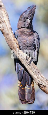 Black-Cockatoo dalla coda rossa (Calyptorhynchus banksii), arroccato su una filiale, Australia, Northern Territory Foto Stock