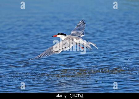 Terna comune (Sterna hirundo), pesca, Paesi Bassi, Texel Foto Stock