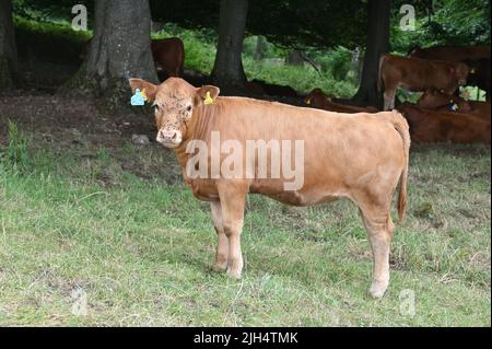 Un vitello Ruby Red Devon e il resto della mandria cercano ombra sotto un albero in una calda giornata estiva all'Eyford Hill Farm vicino Stow on the Wold, Gloucestershir Foto Stock