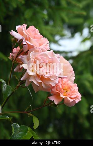 Rose in fiore nel villaggio Glouucestershire di Upper Slaughter Foto Stock