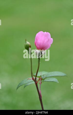 Rose in fiore nel villaggio Glouucestershire di Upper Slaughter Foto Stock