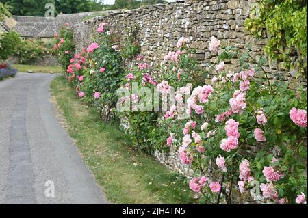 Rose in fiore nel villaggio Glouucestershire di Upper Slaughter Foto Stock