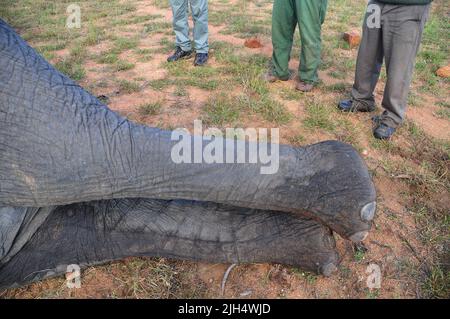 I Parchi nazionali del SA conducono regolari test per la presenza del ceppo umano di tubercolosi negli elefanti nel Parco Nazionale Kruger Foto Stock