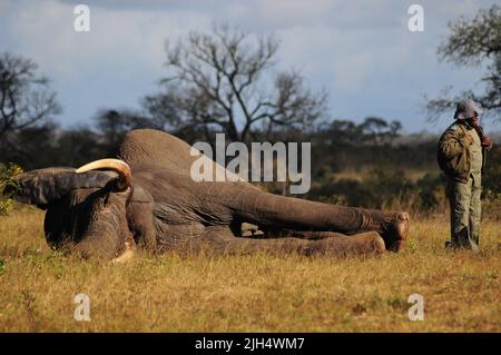 I Parchi nazionali del SA conducono regolari test per la presenza del ceppo umano di tubercolosi negli elefanti nel Parco Nazionale Kruger Foto Stock