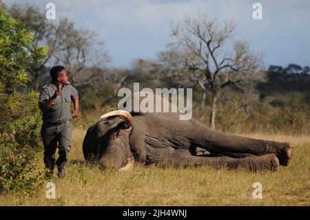 I Parchi nazionali del SA conducono regolari test per la presenza del ceppo umano di tubercolosi negli elefanti nel Parco Nazionale Kruger Foto Stock