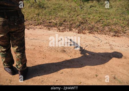 I Parchi nazionali del SA conducono regolari test per la presenza del ceppo umano di tubercolosi negli elefanti nel Parco Nazionale Kruger Foto Stock