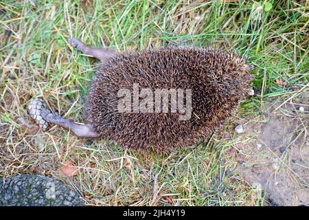 cadavere morto di hedgehog sul lato di una strada sul prato Foto Stock