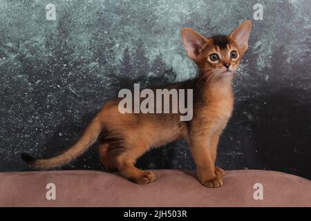 Gattino abissiniano, sfondo bianco della parete. Giovane bello rosso purrebred short haired kitty. Piccoli animali domestici carini a casa accogliente. Banner vista dall'alto. Divertente Foto Stock