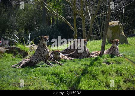 Una coalizione di ghepardi nel parco zoologico beauval, Francia Foto Stock