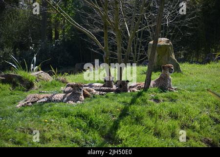 Una coalizione di ghepardi nel parco zoologico beauval, Francia Foto Stock