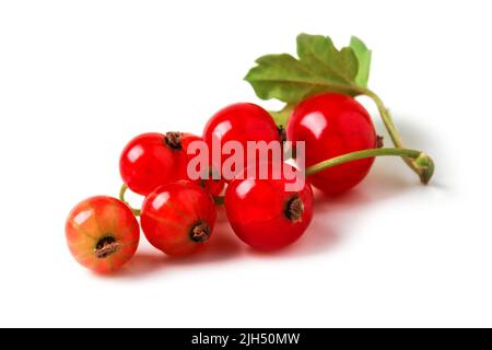 Mazzo di curry rosso maturo closeup isolato su bianco Foto Stock