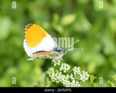 La punta arancione farfalla Anthocaris cardamines maschio su fiore Foto Stock